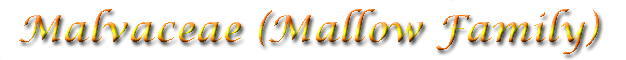 Mallows (Malvaceae)